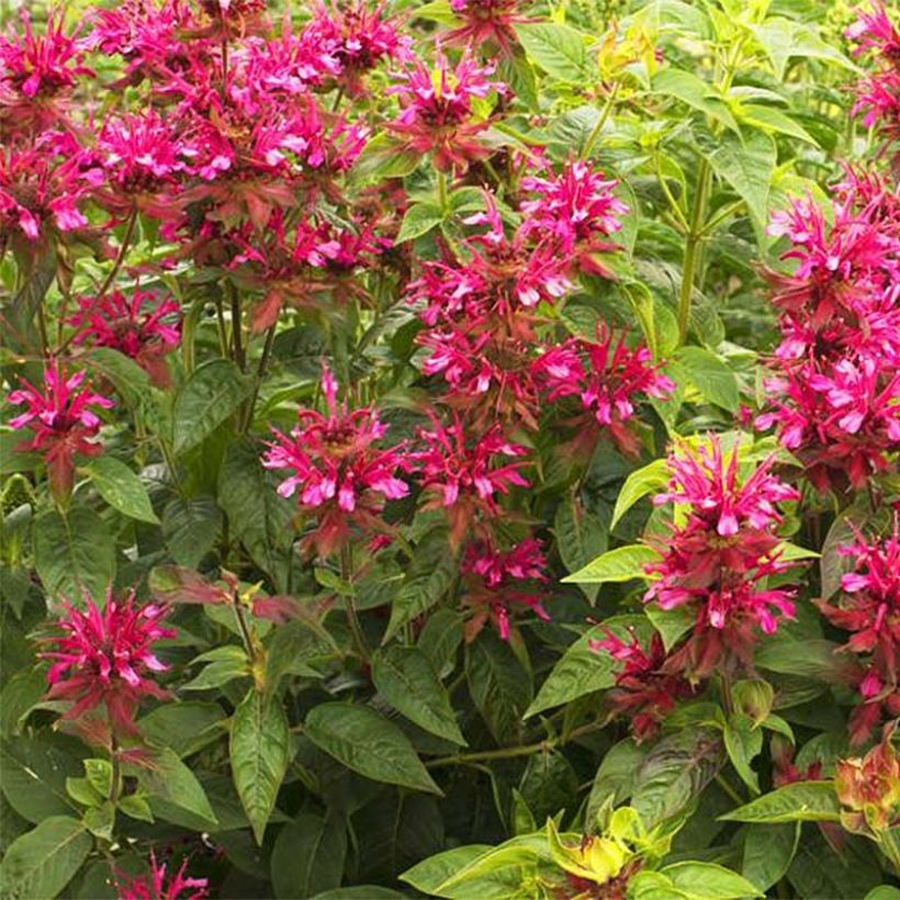 Monarde Dancing Bird - Thé d'Oswego Dancing Bird - Monarda 'Allmobird' DANCING BIRD (Floraison)