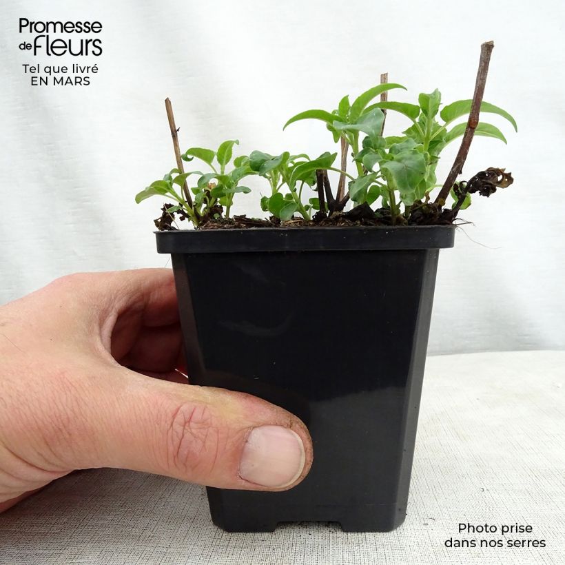 Spécimen de Monarde Dancing Bird - Thé d'Oswego Dancing Bird - Monarda 'Allmobird' DANCING BIRD Godet de 9cm tel que livré au printemps