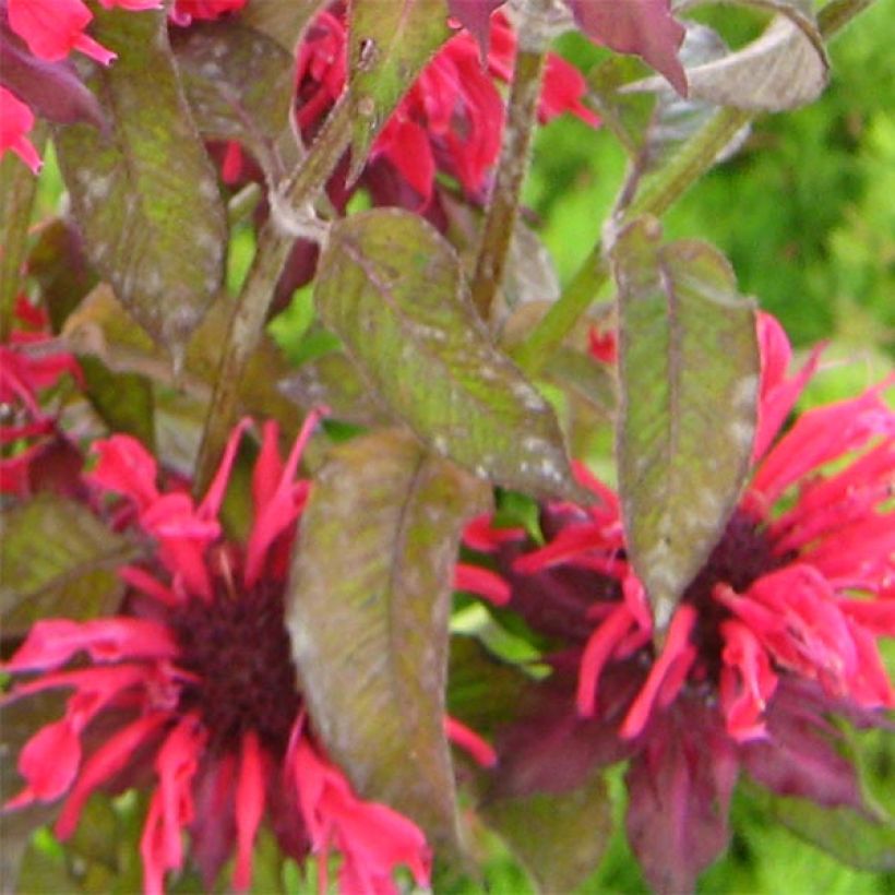 Monarde Feuerschopf - Bergamote rouge intense. (Feuillage)