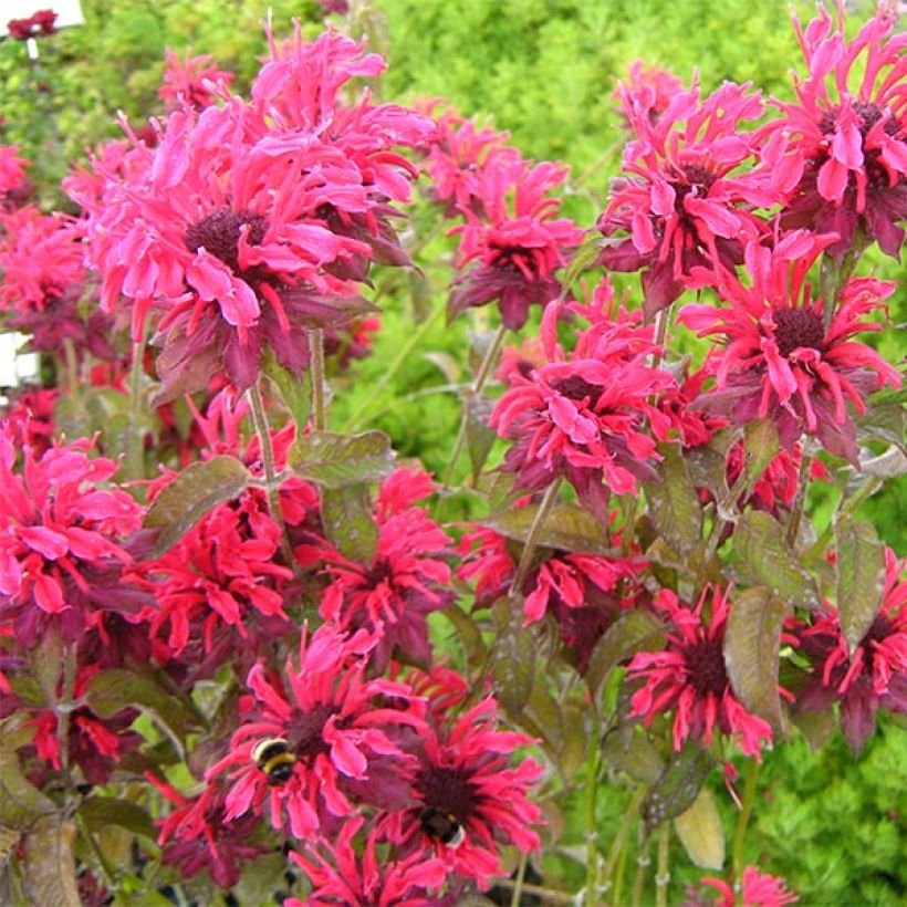 Monarde Feuerschopf - Bergamote rouge intense. (Floraison)