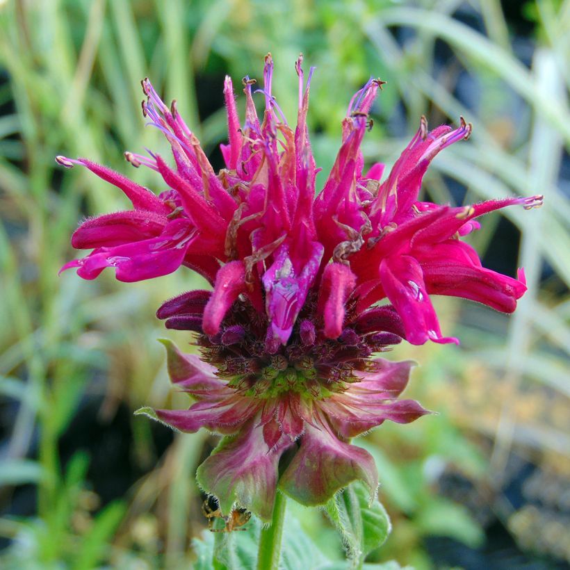 Monarde Fireball - Bergamote rouge (Floraison)