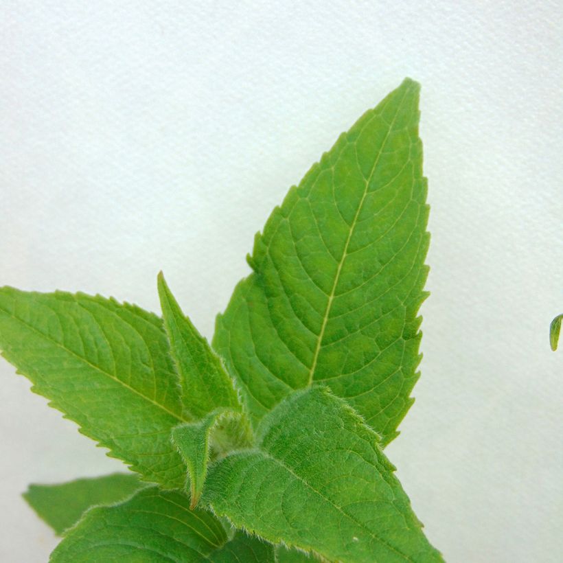 Monarde Gewitter Wolke - Bergamote rose tyrien (Feuillage)