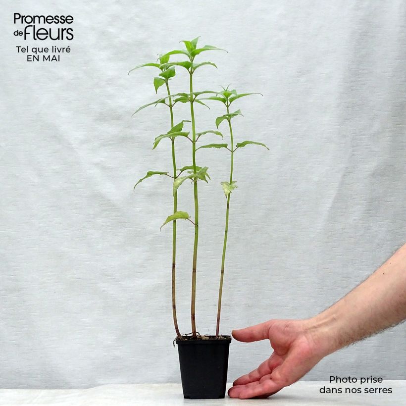 Spécimen de Monarde Gewitter Wolke - Bergamote rose tyrien Godet de 9cm tel que livré au printemps