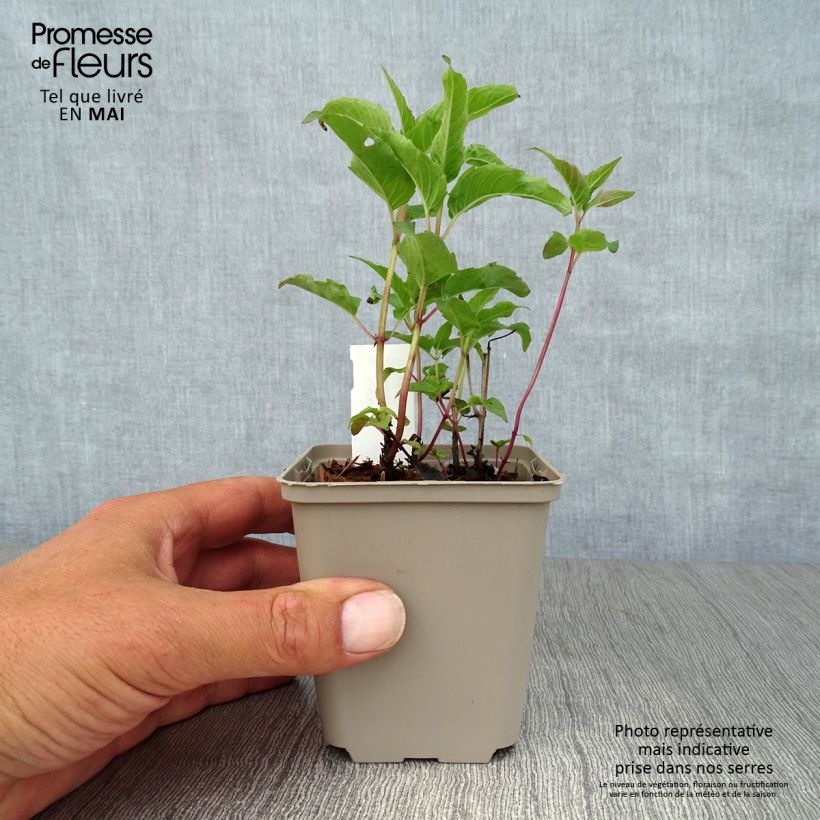 Spécimen de Monarde Heidelerche - Bergamote rose-rouge Godet de 9cm tel que livré au printemps