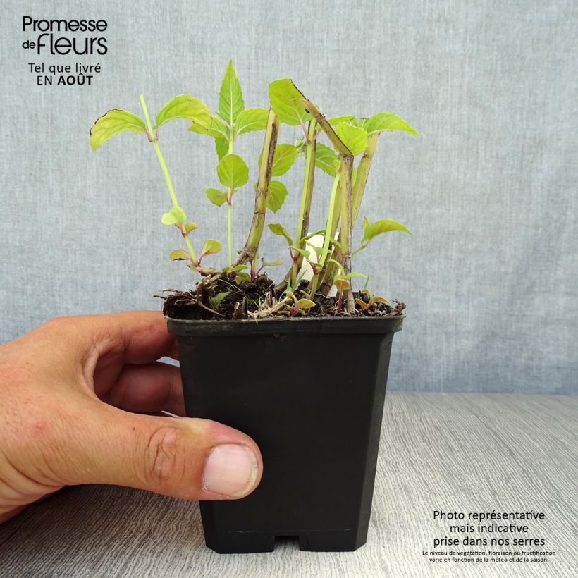 Spécimen de Monarde Jacob Cline - Bergamote rouge Godet de 8/9 cm tel que livré en été