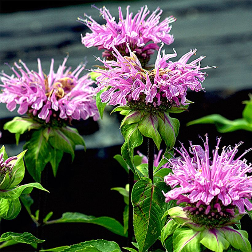 Monarde Melissa - Bergamote (Floraison)