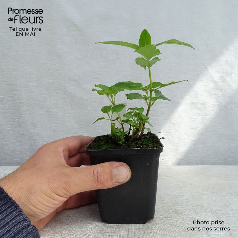 Spécimen de Monarde Melissa - Bergamote Godet de 9cm tel que livré au printemps