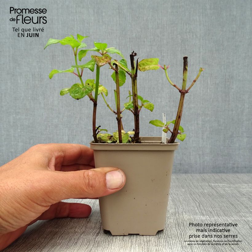 Spécimen de Monarde Melissa - Bergamote Godet de 8/9 cm tel que livré en été