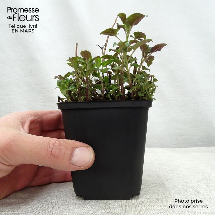 Spécimen de Monarde Mohawk - Bergamote violet-pourpre Godet de 9cm tel que livré au printemps