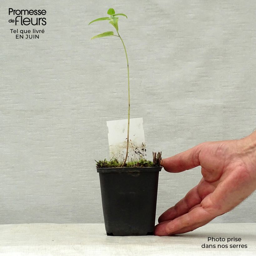 Spécimen de Monarde Mohawk - Bergamote violet-pourpre Godet de 8/9 cm tel que livré en été