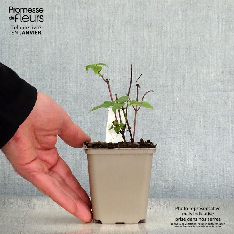Spécimen de Monarde Mohawk - Bergamote violet-pourpre tel que livré en hiver