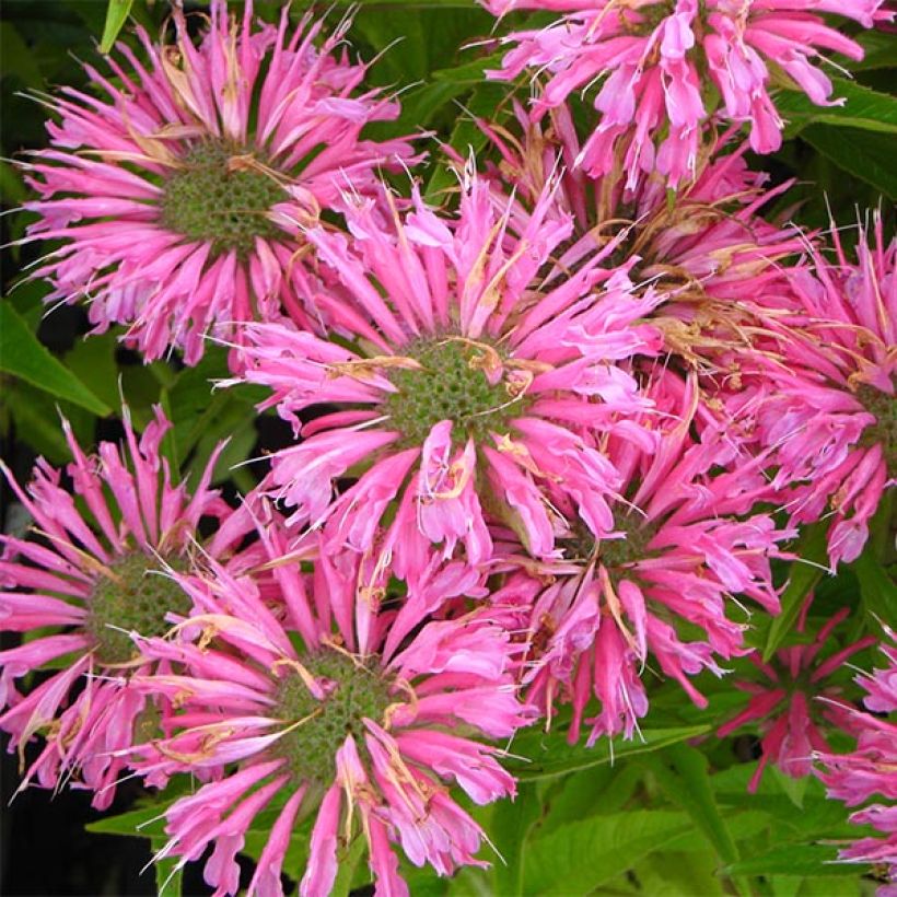 Monarde Pardon Me rose - Bergamote rose (Floraison)