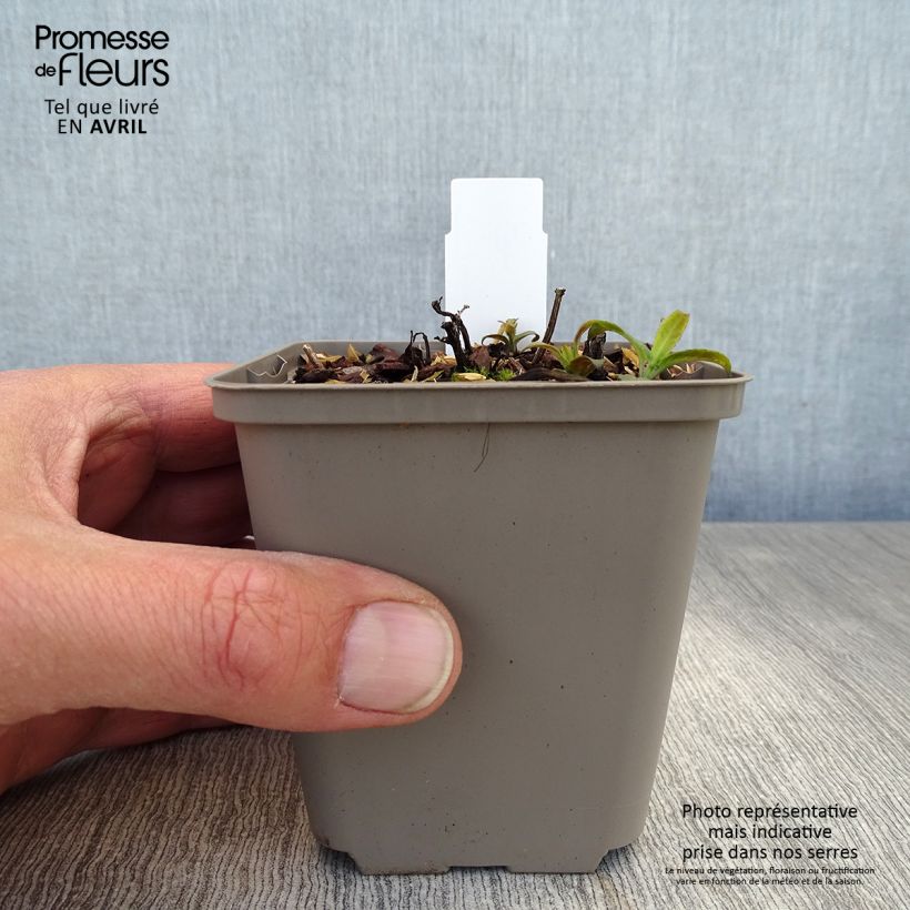 Spécimen de Monarde Pardon Me rose - Bergamote rose Godet de 9cm tel que livré au printemps