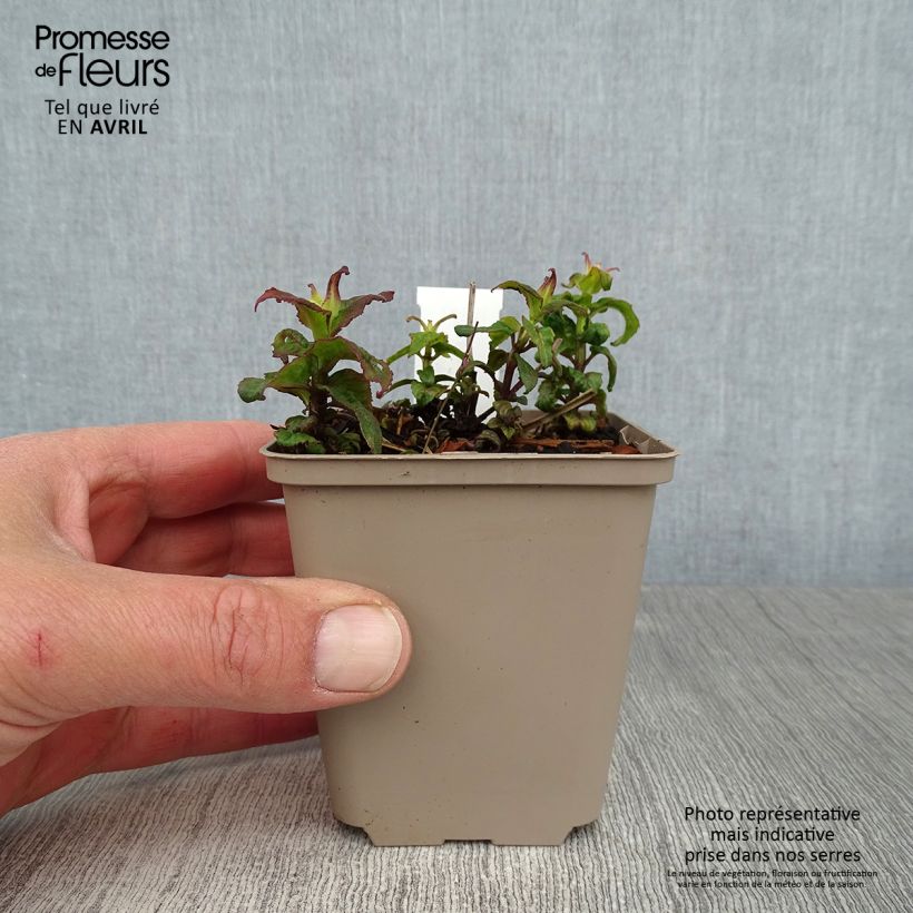 Spécimen de Monarde Petite Delight - Bergamote naine, rose franc. Godet de 9cm tel que livré au printemps