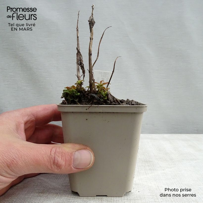 Spécimen de Monarde Pink Lace - Bergamote compacte, rose foncé Godet de 9cm tel que livré au printemps