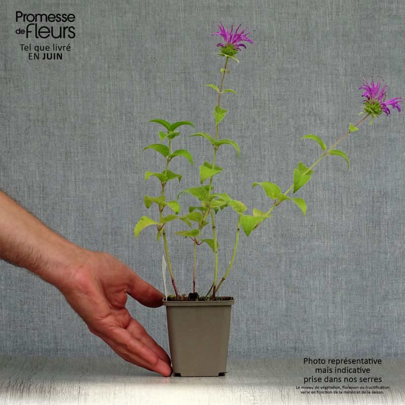 Spécimen de Monarde Prärienacht - Bergamote Lilas pourpre Godet de 8/9 cm tel que livré en été