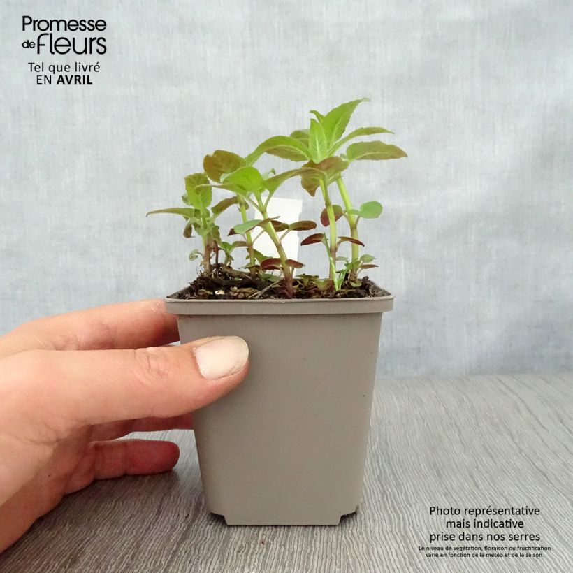 Spécimen de Monarde Prärienacht - Bergamote Lilas pourpre Godet de 9cm tel que livré au printemps