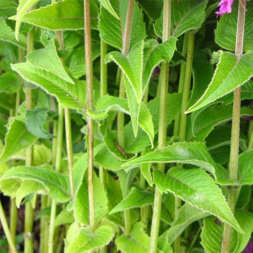 Monarde Purple Lace - Bergamote (Feuillage)