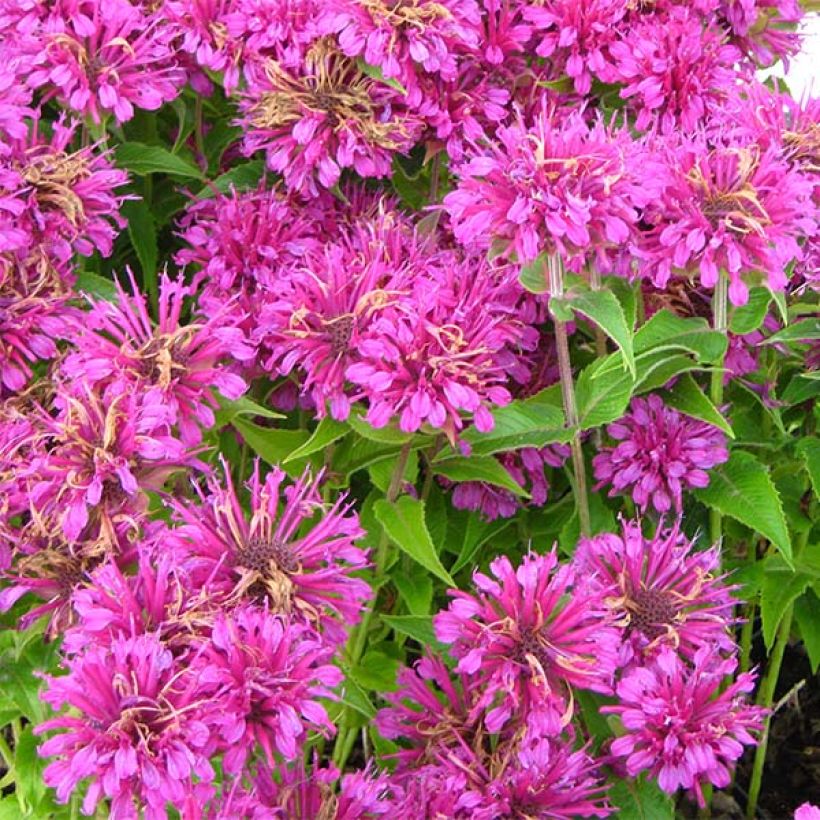 Monarde Purple Lace - Bergamote (Floraison)
