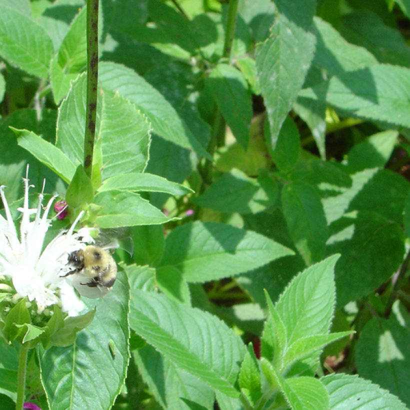 Monarde Schneewittchen - Bergamote (Feuillage)