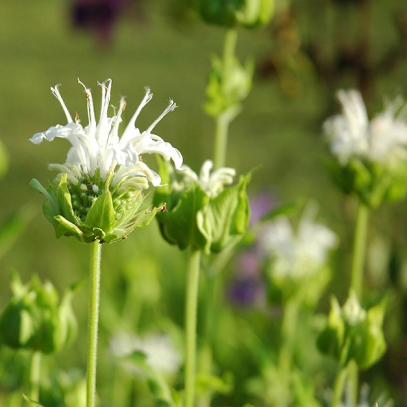 Monarde Schneewittchen - Bergamote (Floraison)