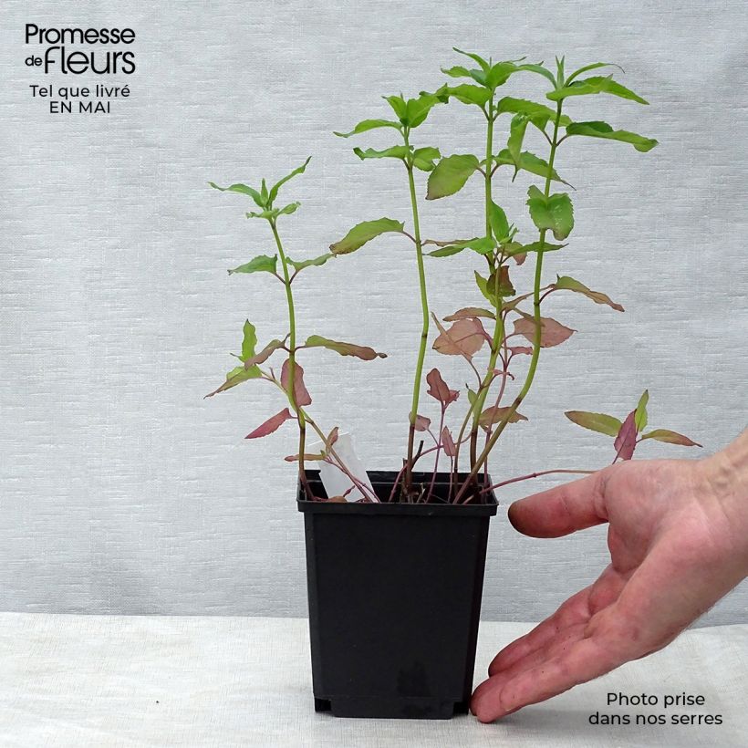 Spécimen de Monarde Schneewittchen - Bergamote Godet de 9cm tel que livré au printemps
