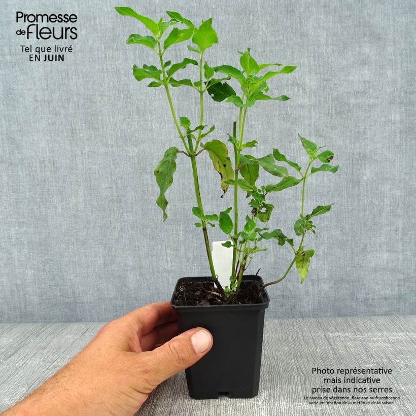 Spécimen de Monarde Schneewittchen - Bergamote Godet de 8/9 cm tel que livré en été