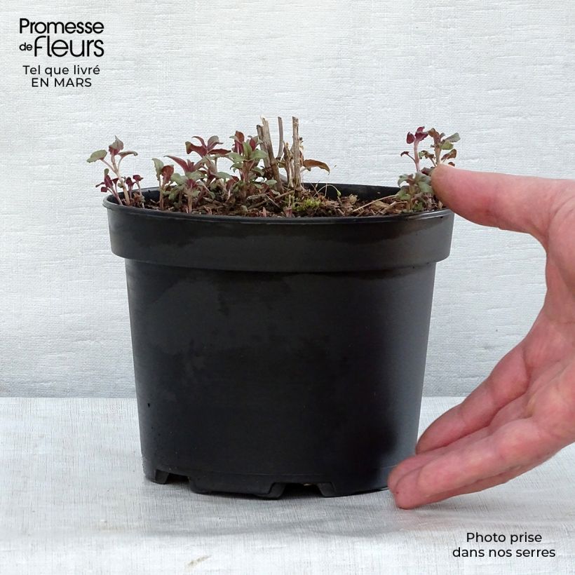 Spécimen de Monarde Scorpion - Bergamote lie-de-vin Pot de 2L/3L tel que livré en hiver