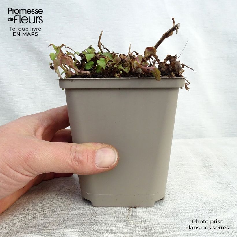 Spécimen de Monarde Squaw - Thé d'Oswego Squaw - Monarda Bergamote Squaw Godet de 9cm tel que livré au printemps