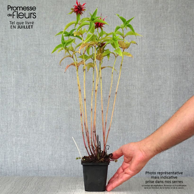 Spécimen de Monarde Squaw - Thé d'Oswego Squaw - Monarda Bergamote Squaw tel que livré en ete