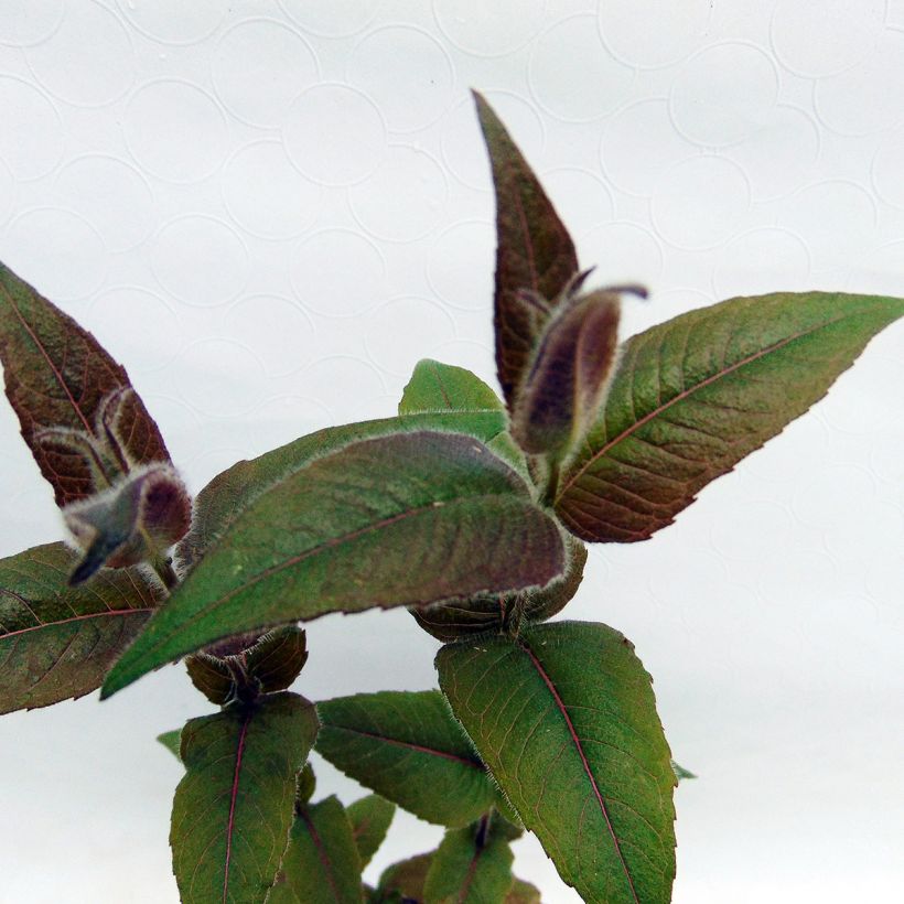 Monarde bradburiana - Bergamote sauvage (Feuillage)