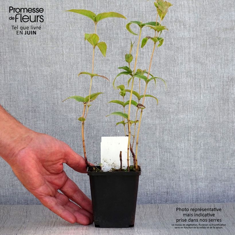 Spécimen de Monarde bradburiana - Bergamote sauvage Godet de 8/9 cm tel que livré en été