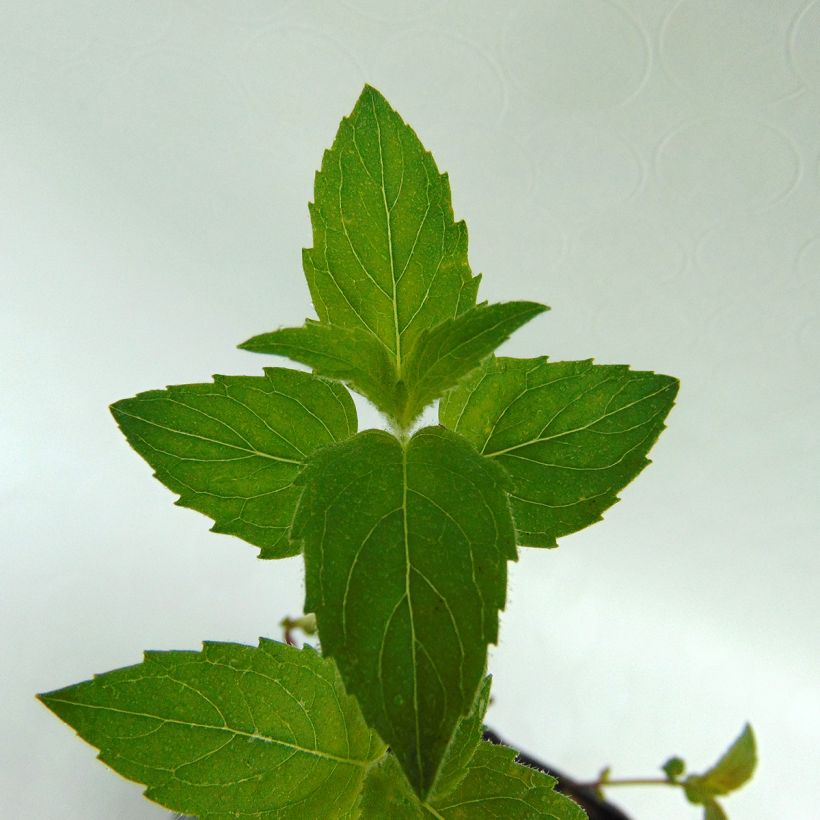 Monarde fistulosa menthifolia - Bergamote sauvage (Feuillage)