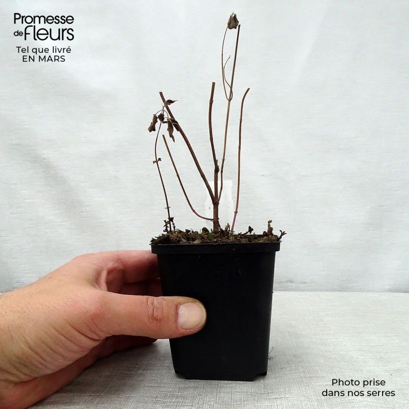 Spécimen de Monarde fistulosa menthifolia - Bergamote sauvage Godet de 9cm tel que livré au printemps