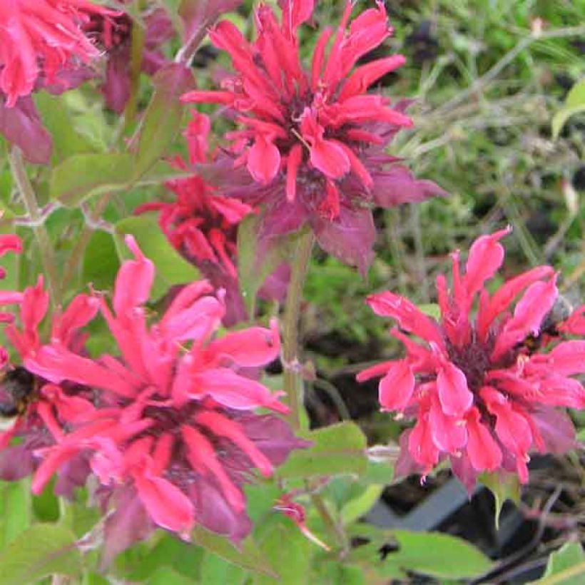 Monarde Gewitter Wolke - Bergamote rose tyrien (Floraison)