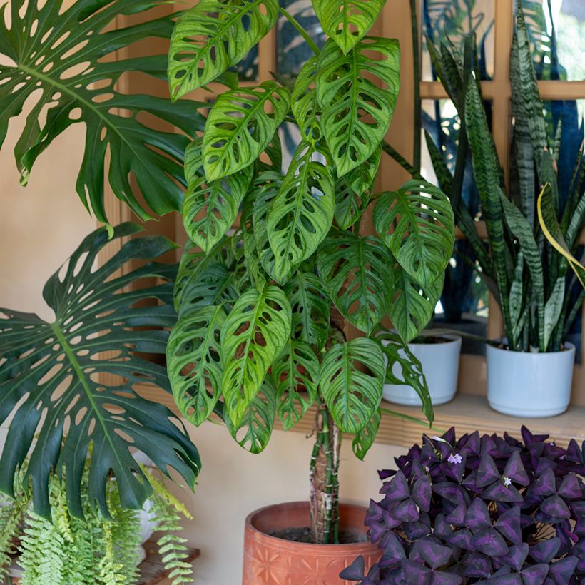 Monstera adansonii - Plante gruyère (Port)