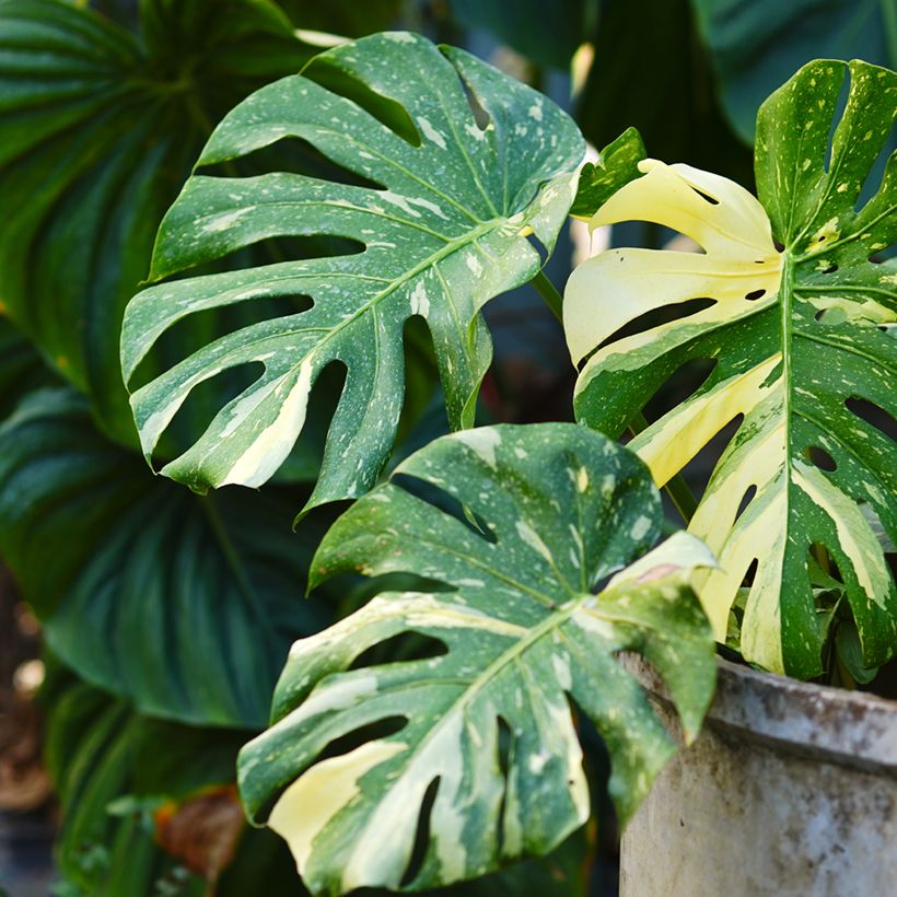 Monstera Thai Constellation (Feuillage)