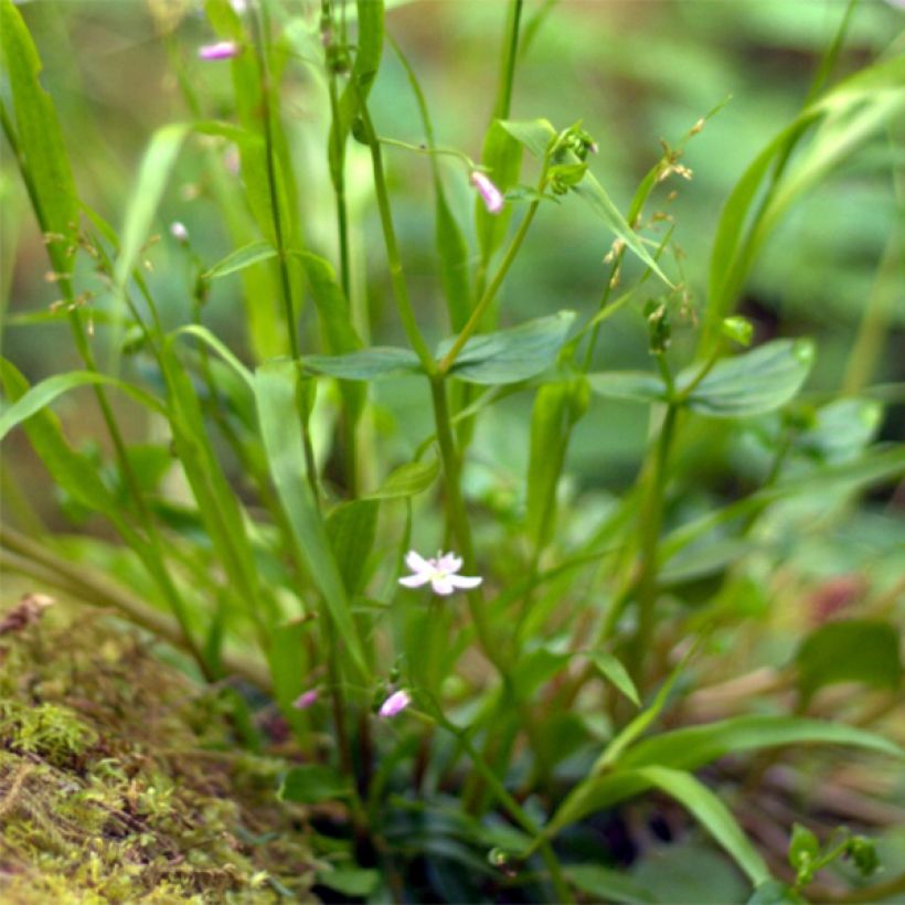 Montia ou Claytonia sibirica (Feuillage)