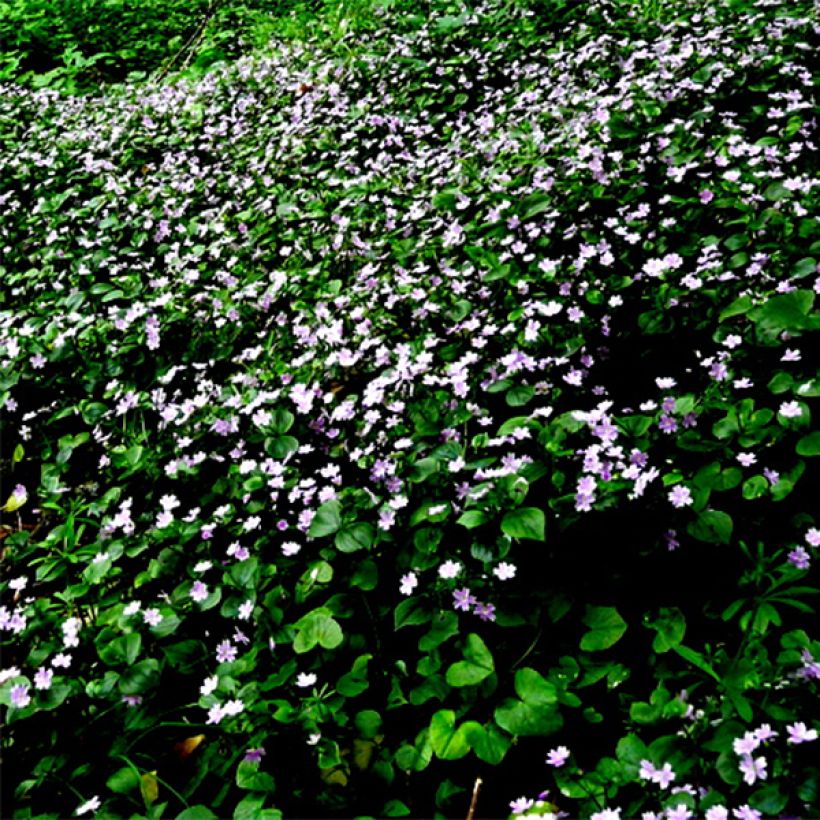 Montia ou Claytonia sibirica (Floraison)