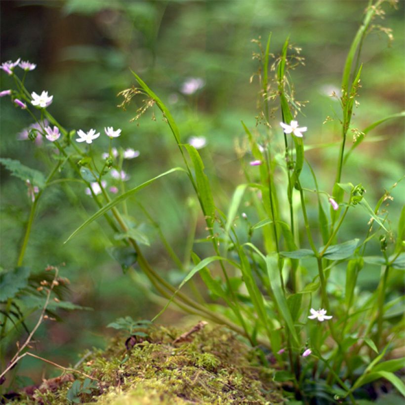 Montia ou Claytonia sibirica (Port)