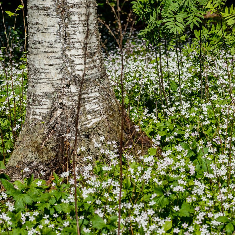 Montia ou Claytonia sibirica Alba (Port)