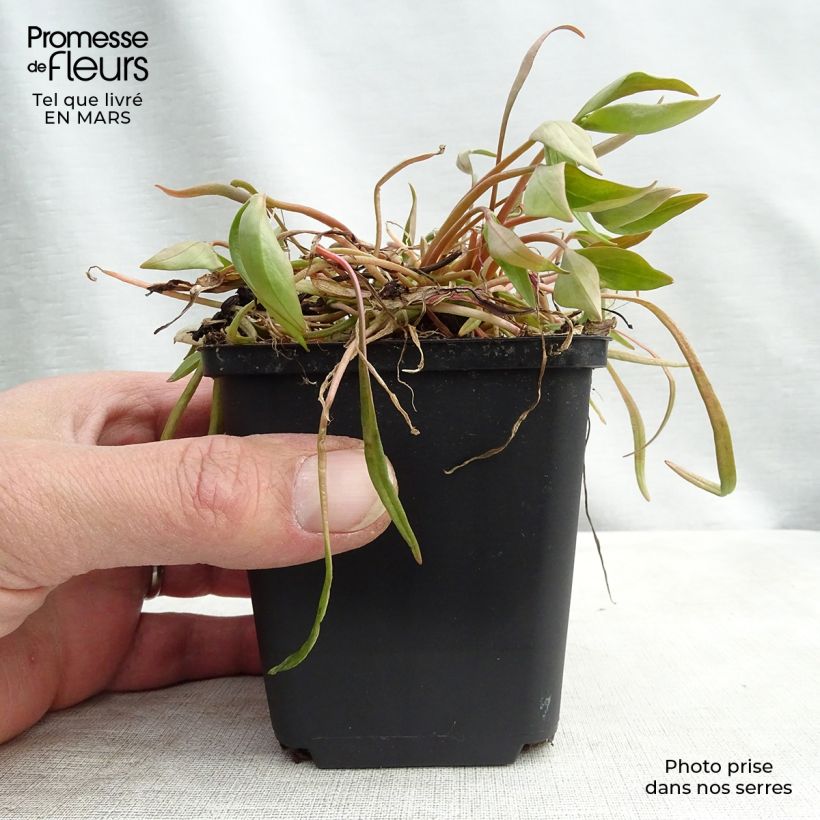 Spécimen de Montia ou Claytonia sibirica Godet de 9cm tel que livré au printemps