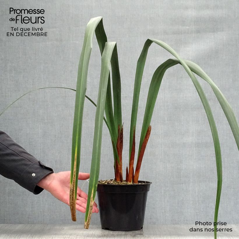 Spécimen de Moraea huttonii  Pot de 4L/5L tel que livré en hiver