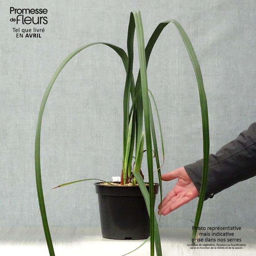 Spécimen de Moraea huttonii  Pot de 4L tel que livré au printemps
