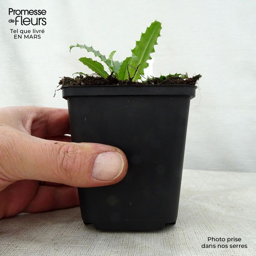 Spécimen de Morina longifolia Godet de 9cm tel que livré au printemps