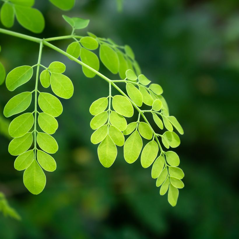 Moringa oleifera - Arbre de vie (Feuillage)