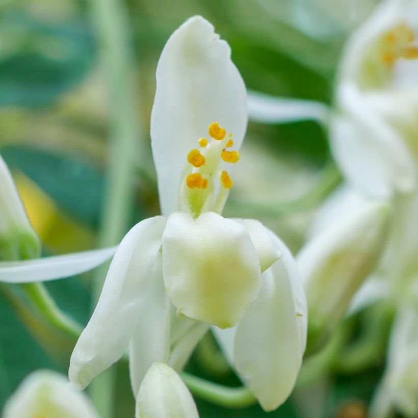 Moringa oleifera - Arbre de vie (Floraison)