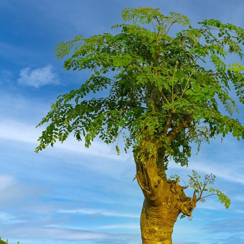 Moringa oleifera - Arbre de vie (Port)