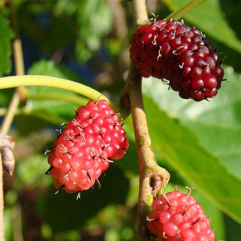 Morus alba - Mûrier blanc  (Récolte)