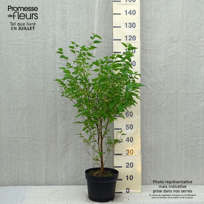 Spécimen de Morus alba - Mûrier blanc  Pot de 7,5L/10L tel que livré en été